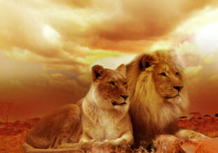 lions-577104