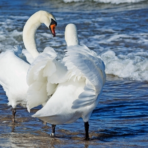 Schwäne an der Ostsee in Swinemünde