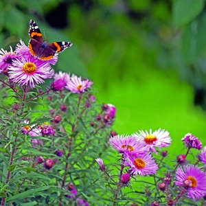 Blumen in Sibyllenbad